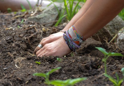 Hands in dirt at UNC Asheville's ROOTS student garden